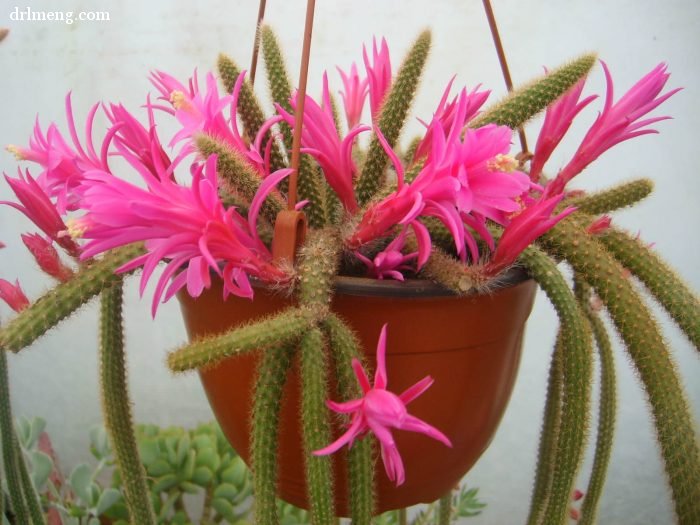 姬孔雀属 Disocactus flagelliformis