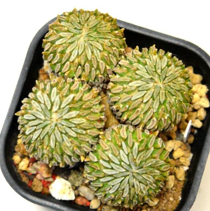 精巧丸 Pelecyphora aselliformis