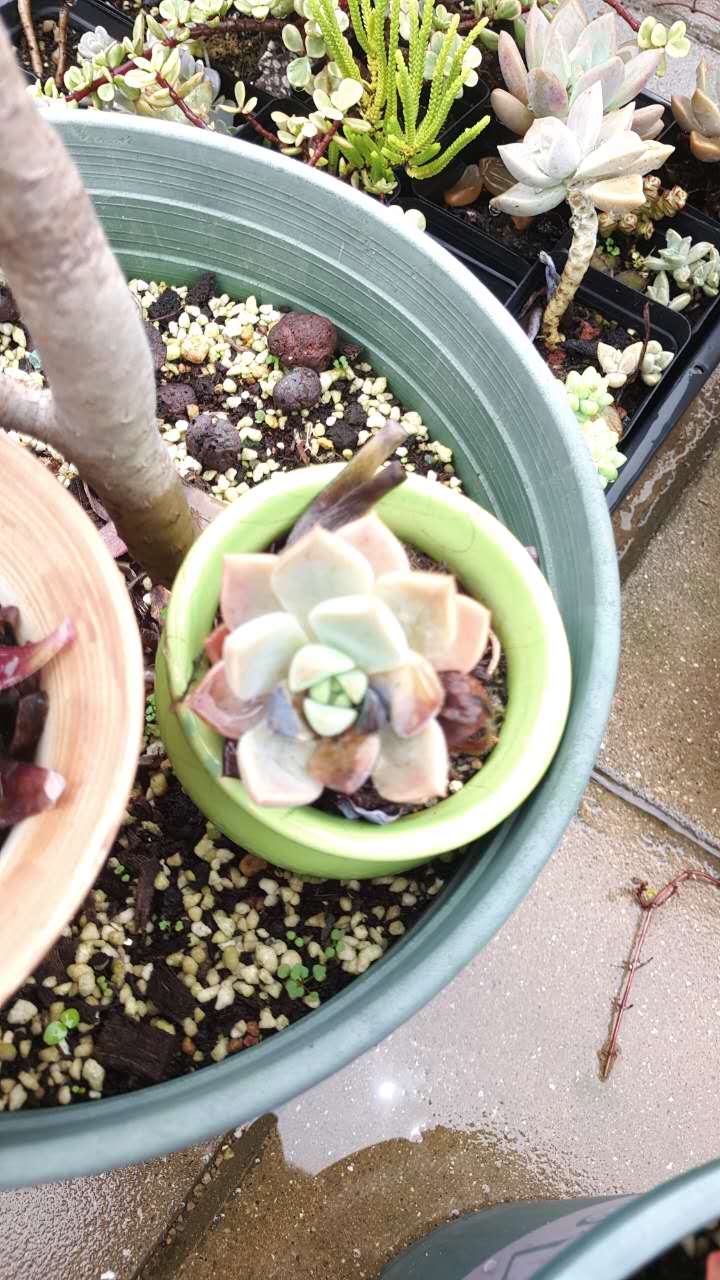 淋雨后的多肉
