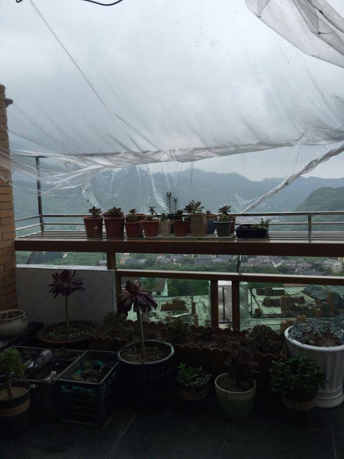 在修行胜地里养多肉
