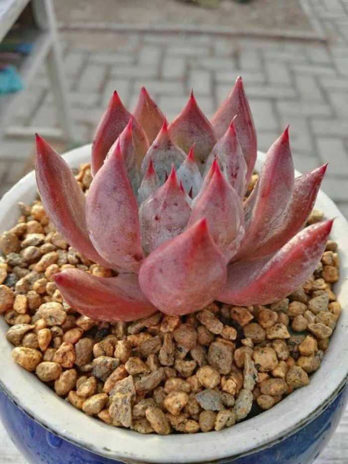 山东莒县多肉植物大棚
