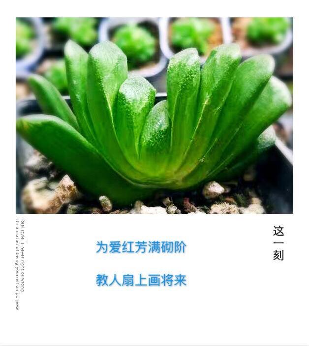 古诗词和多肉