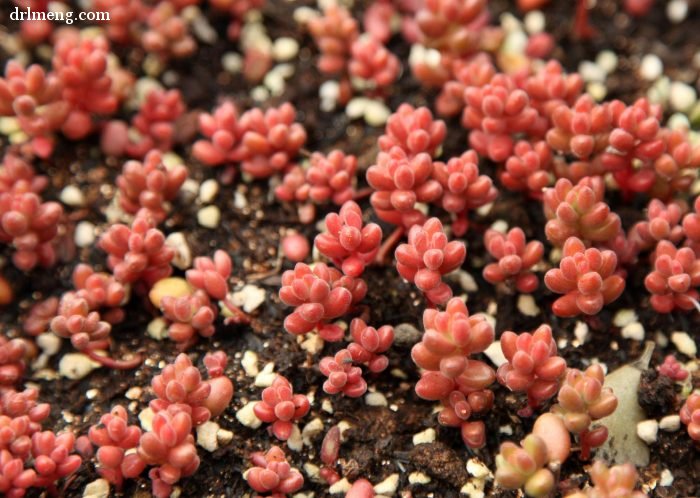 珊瑚珠 Sedum stahlii