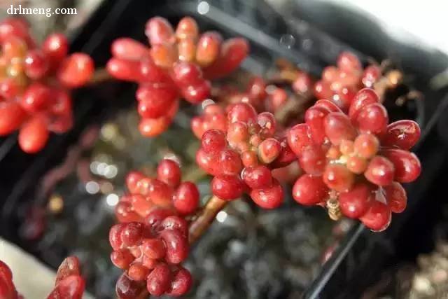 珊瑚珠 Sedum stahlii