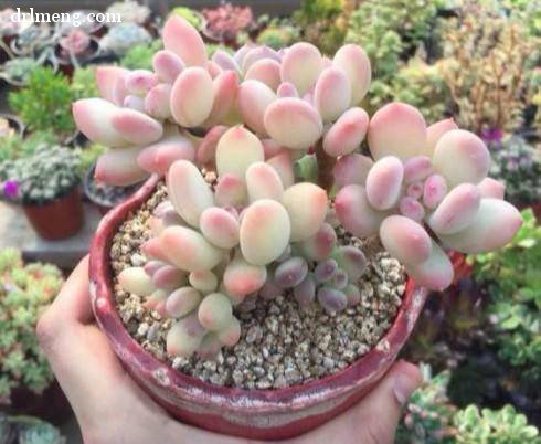 三日月美人 Pachyphytum oviferum mikadukibijin