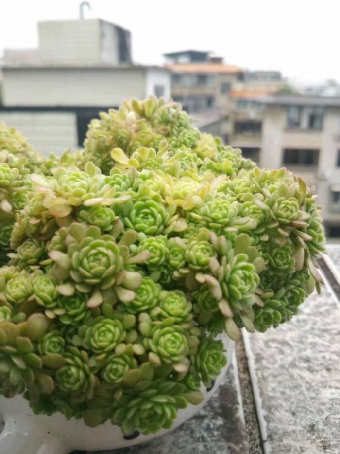 夏天过得还好的多肉植物