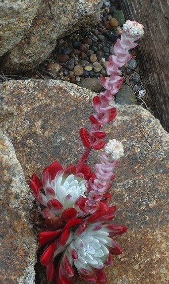 初霜/法瑞诺莎 Dudleya farinose