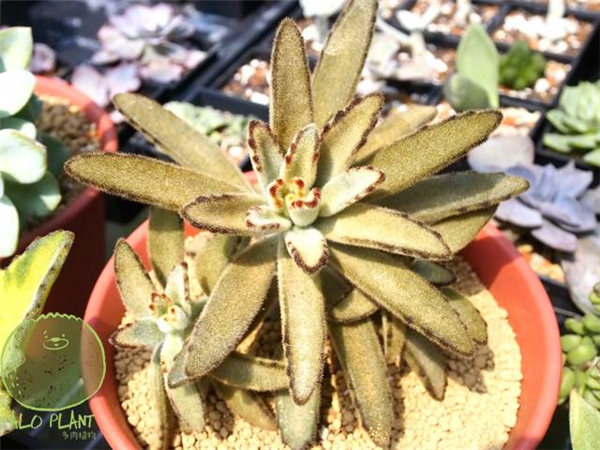 黃金兔 (K. tomentosa ‘Golden Girl’ & K. tomentosa ‘Show Girl’)