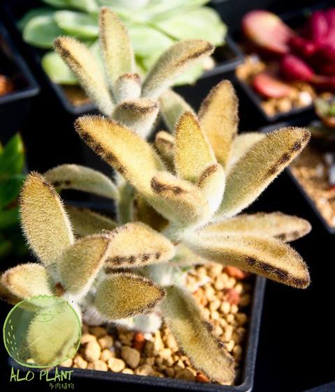 黃金兔 (K. tomentosa ‘Golden Girl’ & K. tomentosa ‘Show Girl’)