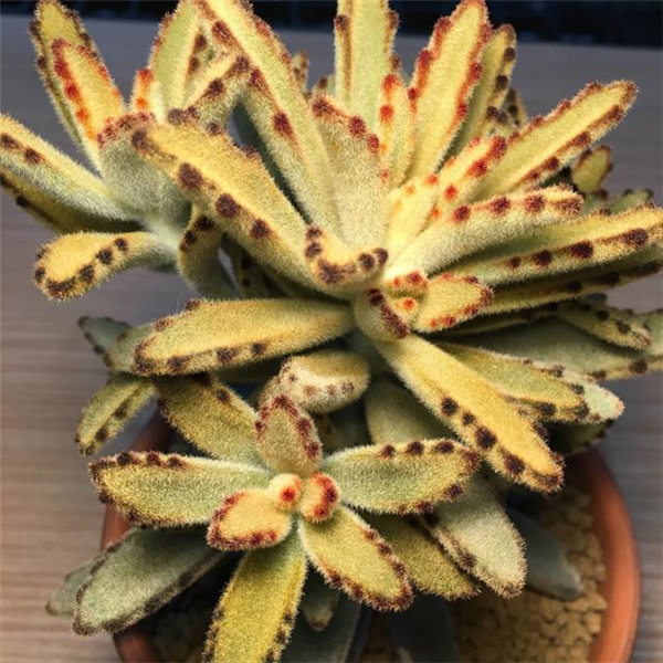 北方狐狸兔 (K. tomentosa ‘???’)