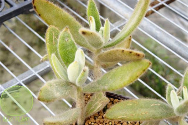 安哥拉 （K. tomentosa ‘Angola’）