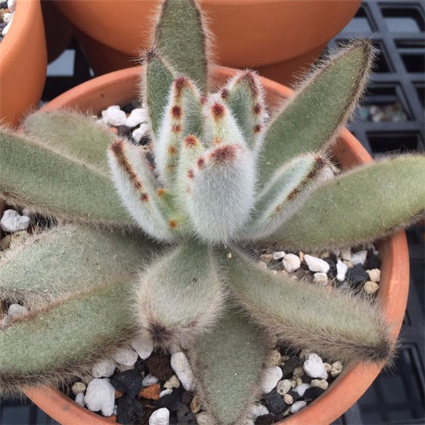 毛兔耳 （K. tomentosa ‘Super Fuzzy’）