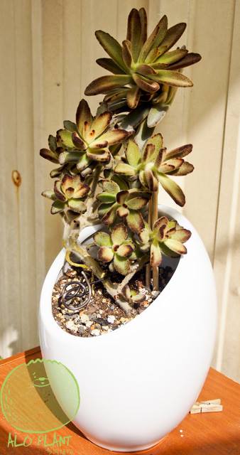 巧克力士兵 (K. tomentosa ‘Chocolate Soldier’)