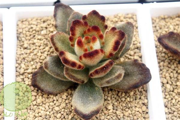 泰迪熊 (K. tomentosa ‘Teddy Bear’)