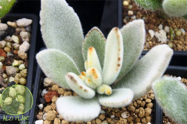 无星兔 （K. tomentosa ‘Super Didier’）