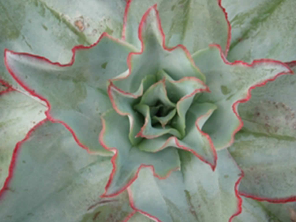 钢叶莲 Echeveria subrigida 'Wavy'