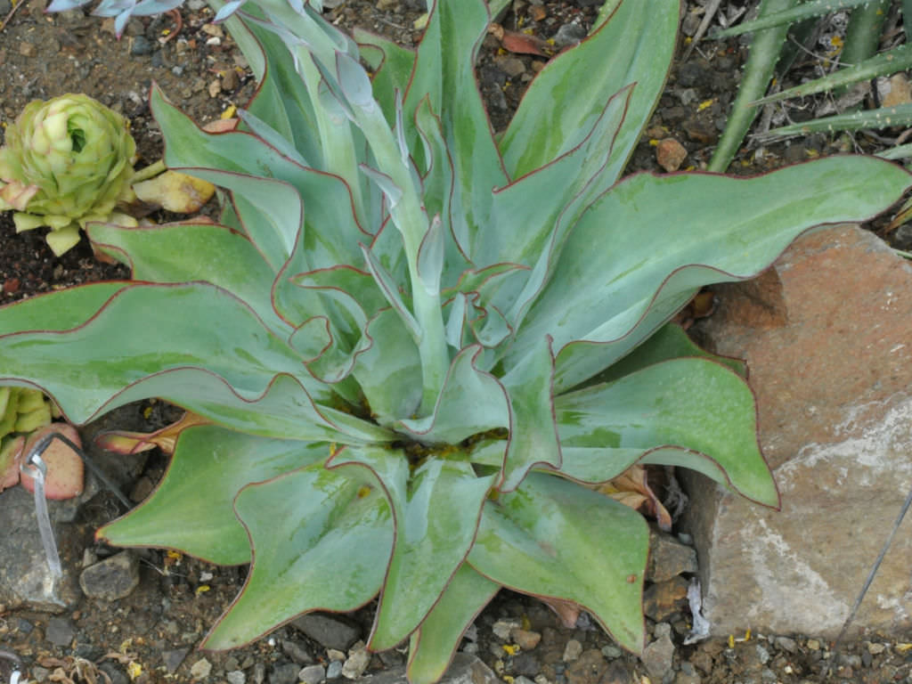 钢叶莲 Echeveria subrigida 'Wavy'