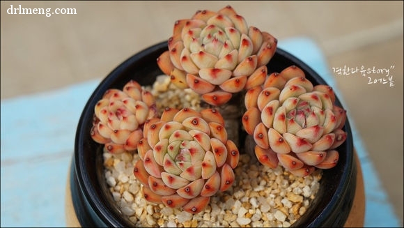 爱斯诺 Echeveria Sierra