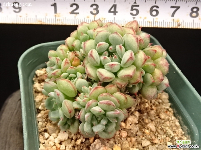 爱斯诺 Echeveria Sierra