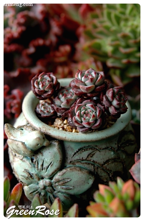 爱斯诺 Echeveria Sierra