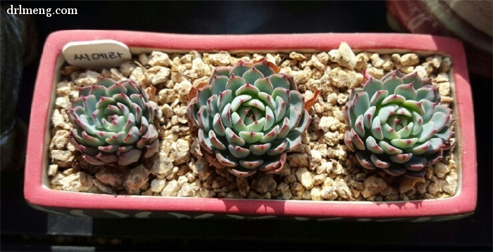 爱斯诺 Echeveria Sierra