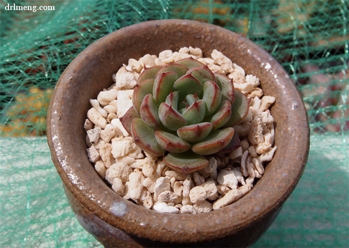 爱斯诺 Echeveria Sierra