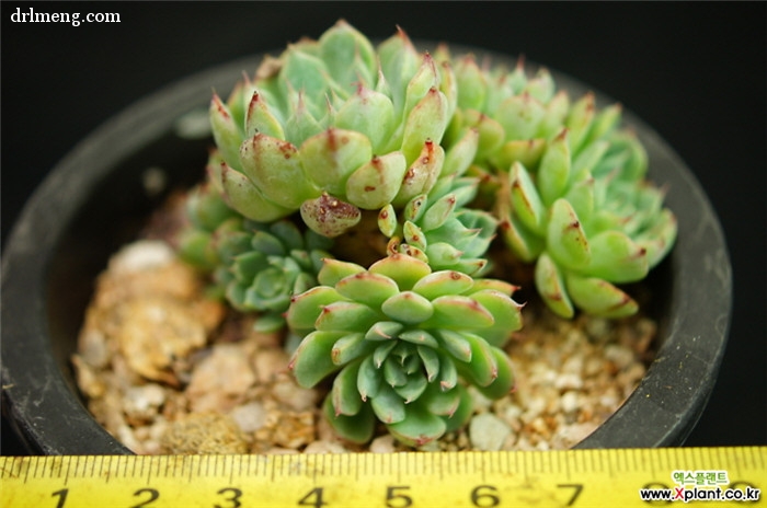 爱斯诺 Echeveria Sierra