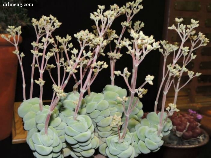 托尼 Crassula alstonii