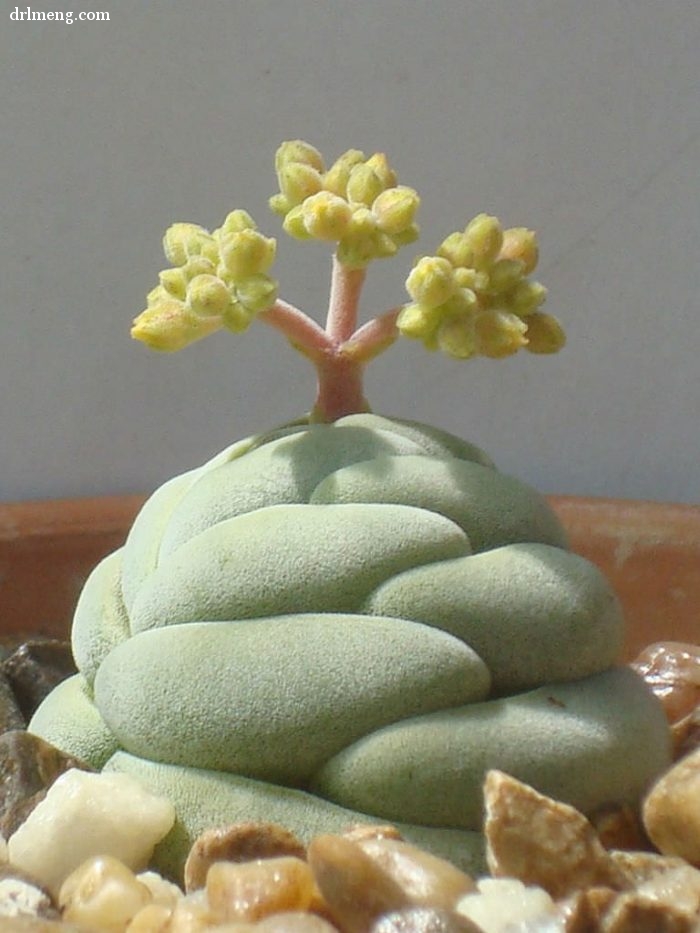 托尼 Crassula alstonii