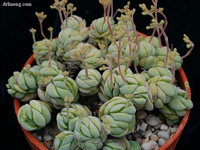 托尼 Crassula alstonii