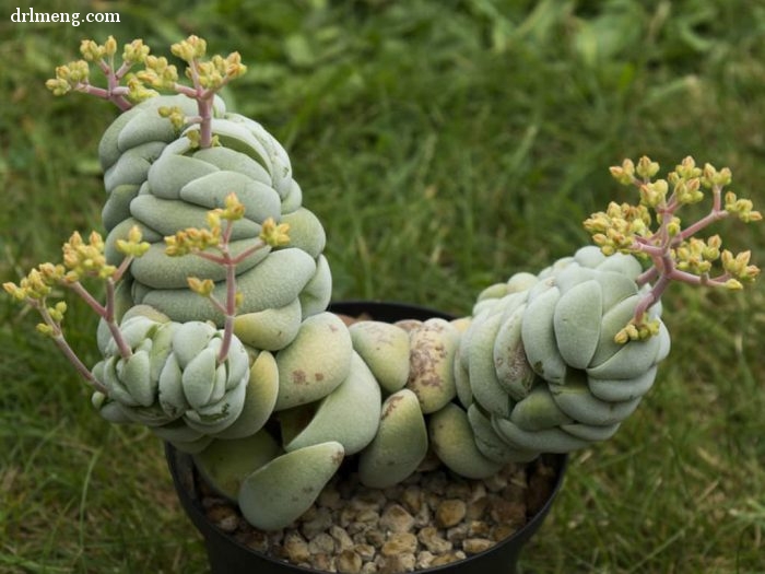 托尼 Crassula alstonii