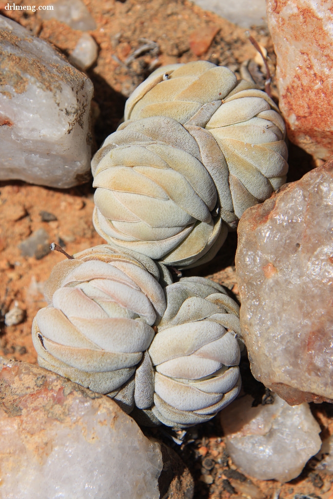 托尼 Crassula alstonii