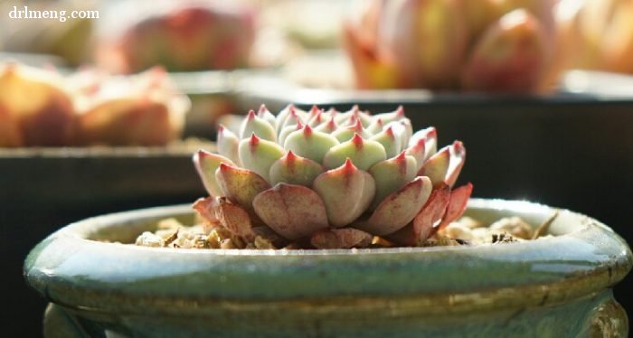 白姬莲 Echeveria White Minima