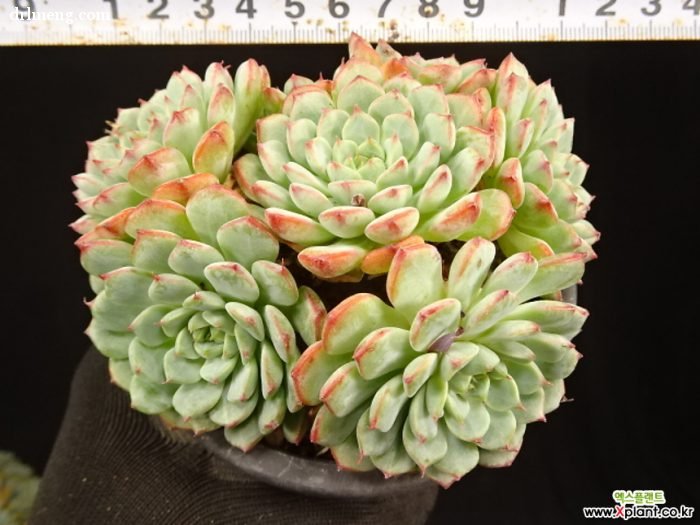 白姬莲 Echeveria White Minima