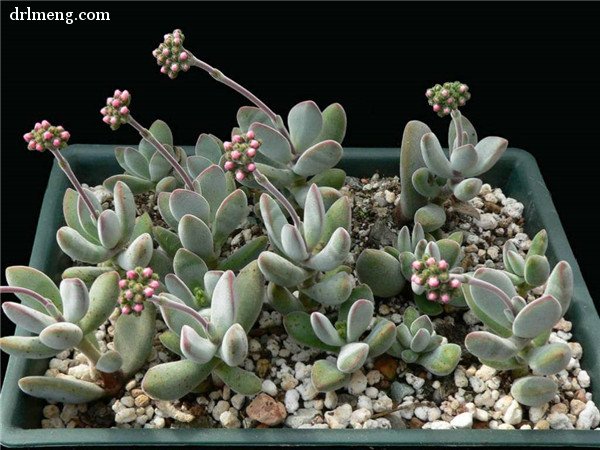 白鸟星 Crassula grisea 