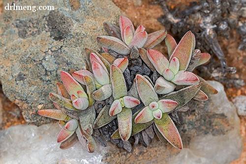 白鸟星 Crassula grisea 