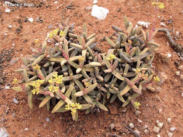 白鸟星 Crassula grisea 