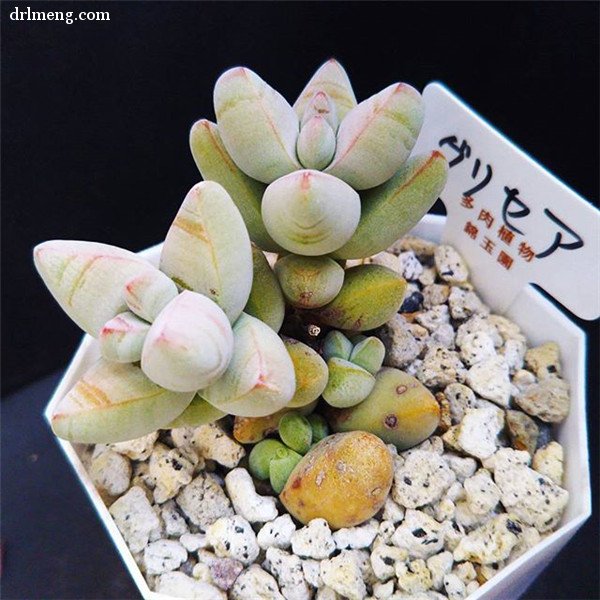 白鸟星 Crassula grisea 