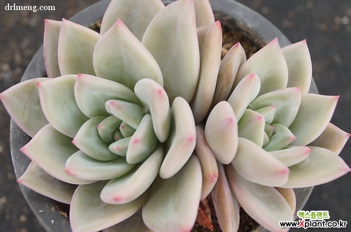 白香槟 Echeveria White Champagne