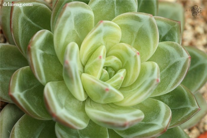 白香槟 Echeveria White Champagne