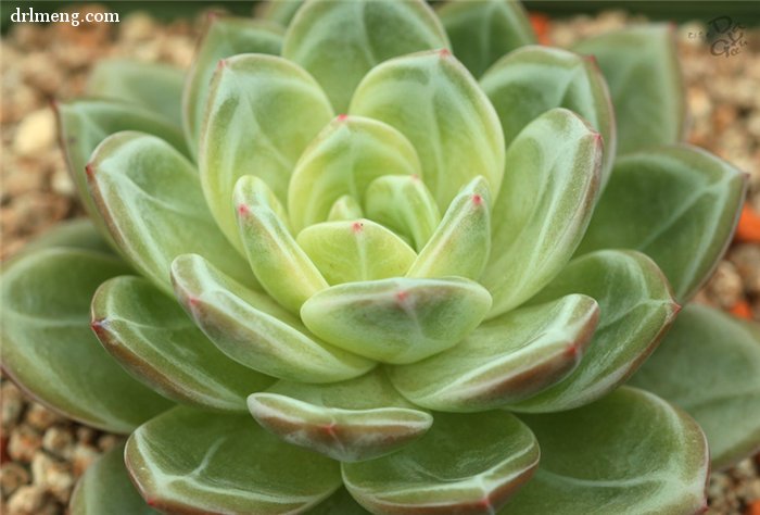 白香槟 Echeveria White Champagne