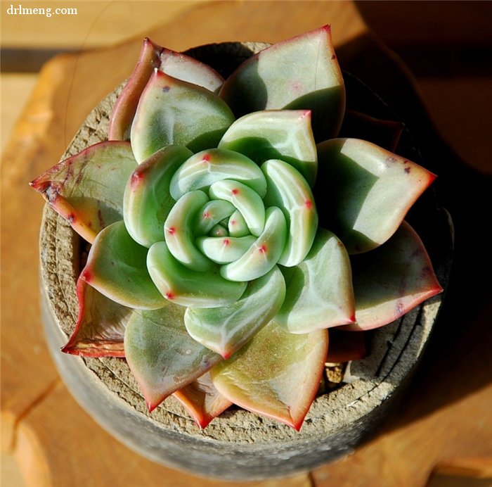 白香槟 Echeveria White Champagne