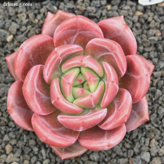 白夜香槟 Echeveria Baek Ya/Echeveria White Night 