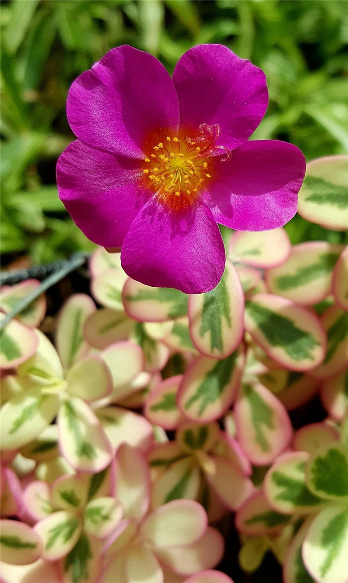 彩虹马齿苋、太阳花锦