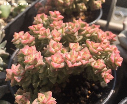 彩色蜡笔 Crassula Pastel