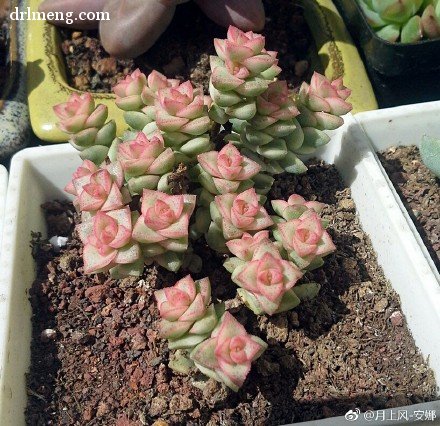 彩色蜡笔 Crassula Pastel