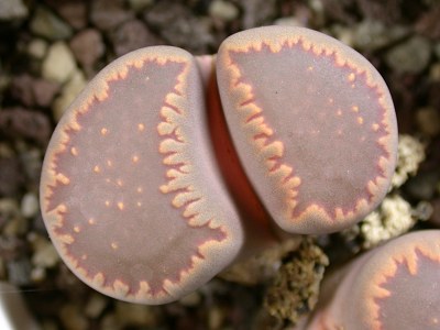 Lithops villetii ssp. deboeri C230A