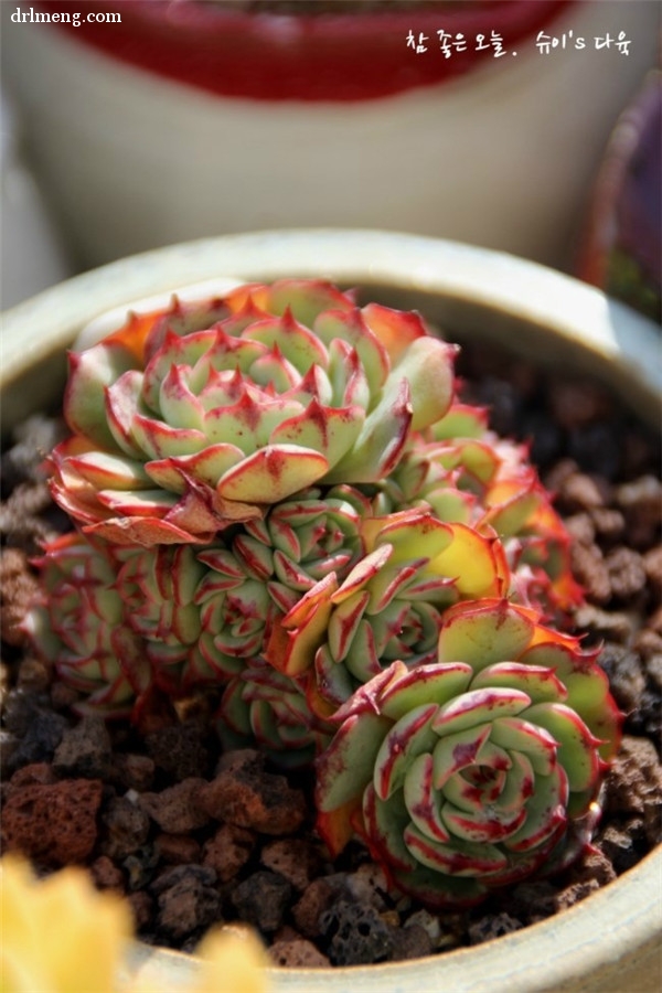 恩西诺 Echeveria sp El Encino