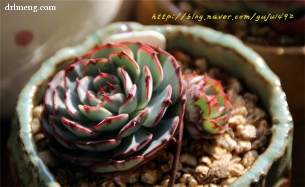 恩西诺 Echeveria sp El Encino