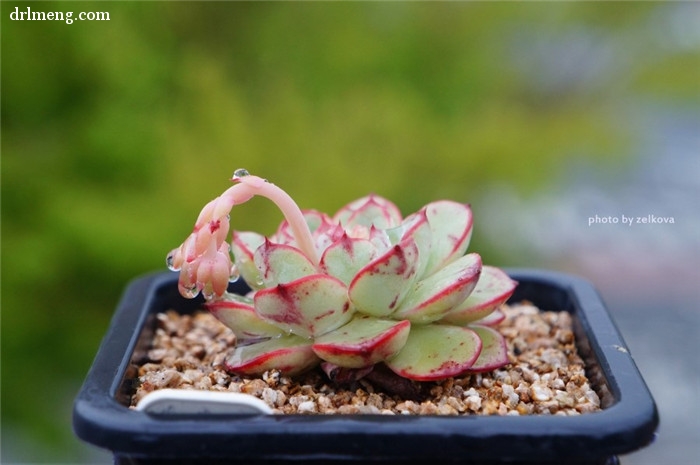 恩西诺 Echeveria sp El Encino